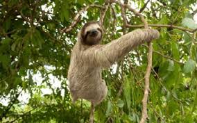 Navegación Nocturna